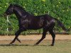 stallion Tirol xx (Thoroughbred, 1987, from Thatching xx)