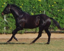 stallion Tirol xx (Thoroughbred, 1987, from Thatching xx)