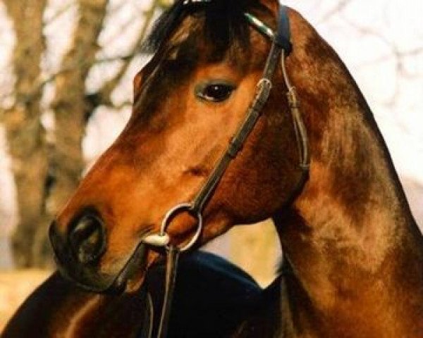 stallion Saami xx (Thoroughbred, 1994, from Tirol xx)