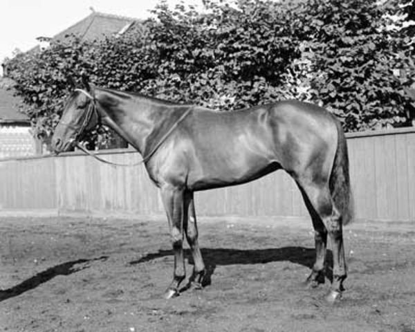 stallion Le Dieu d'Or xx (Thoroughbred, 1952, from Petition xx)