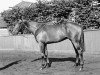 stallion Le Dieu d'Or xx (Thoroughbred, 1952, from Petition xx)