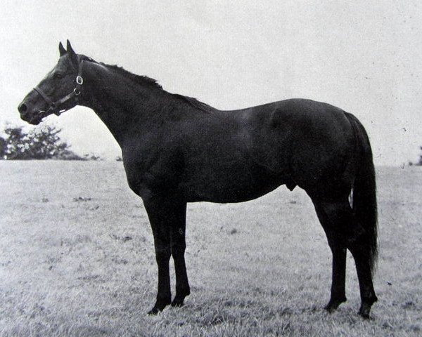 stallion Goldhill xx (Thoroughbred, 1961, from Le Dieu d'Or xx)
