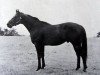 stallion Goldhill xx (Thoroughbred, 1961, from Le Dieu d'Or xx)