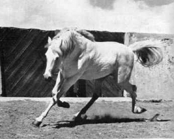stallion Tabal ox (Arabian thoroughbred, 1952, from Congo 1941 ox)