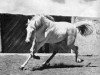 stallion Tabal ox (Arabian thoroughbred, 1952, from Congo 1941 ox)