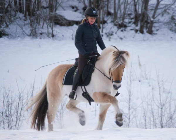 Pferd Vidar Halsnæs (Fjordpferd, 2014, von Rånn N.2659)