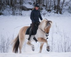 Pferd Vidar Halsnæs (Fjordpferd, 2014, von Rånn N.2659)