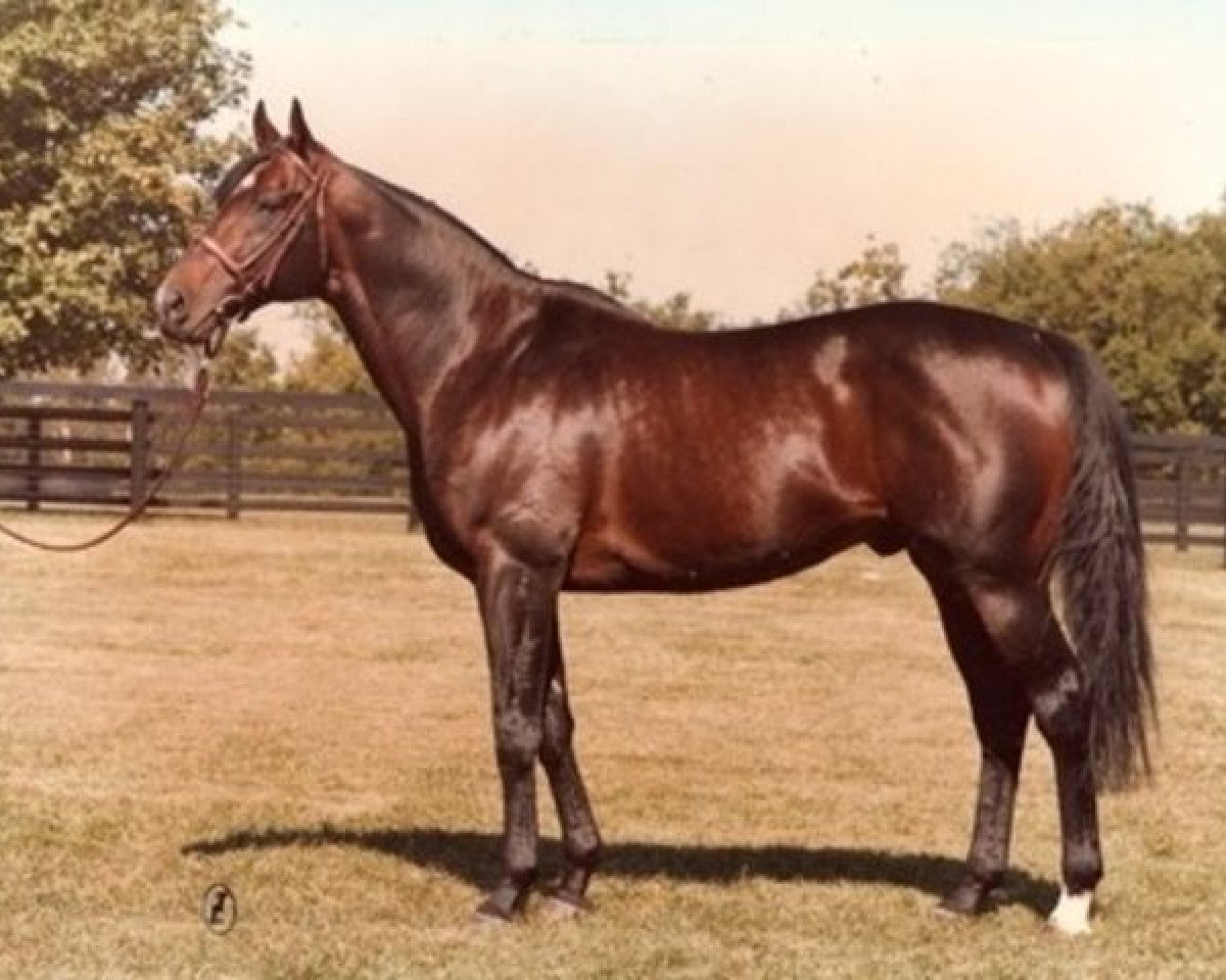 Deckhengst Green Dancer xx (Englisches Vollblut, 1972, von Nijinsky xx)