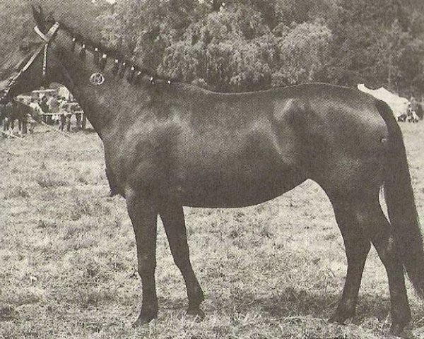 Zuchtstute Goldmark III (Trakehner, 1970, von Polarkreis 1209)