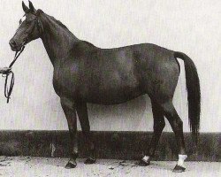 broodmare Gotik II (Trakehner, 1975, from Humbert 2560)