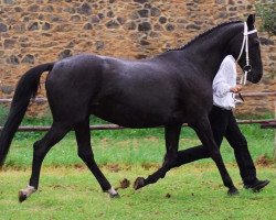 Zuchtstute Goldfee XII (Trakehner, 1986, von Ephor 1371)