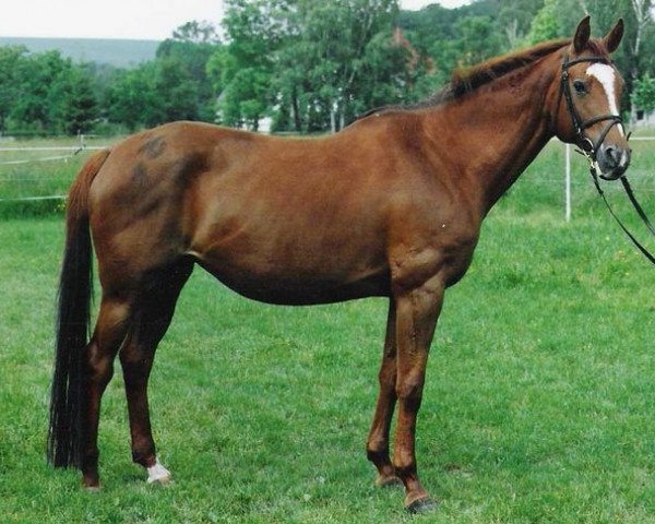 Zuchtstute Ghia (Trakehner, 1993, von Inster Graditz)