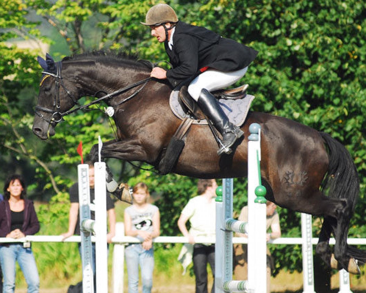 Zuchtstute Ghianina (Trakehner, 1998, von Aspirant)