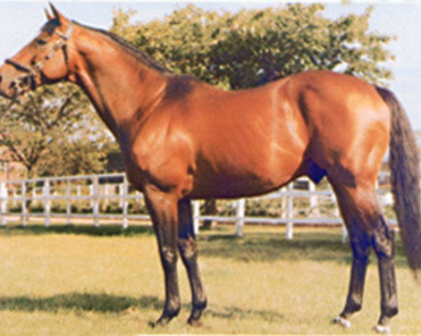 stallion Dominion xx (Thoroughbred, 1972, from Derring-Do xx)