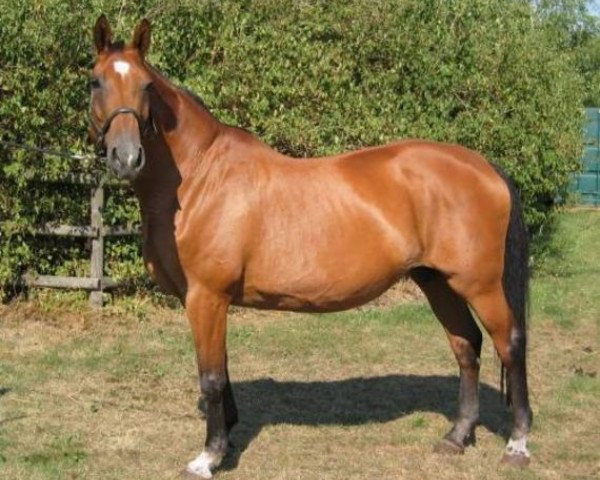 broodmare Androne (Hanoverian, 1981, from Akzent I)