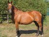 broodmare Androne (Hanoverian, 1981, from Akzent I)