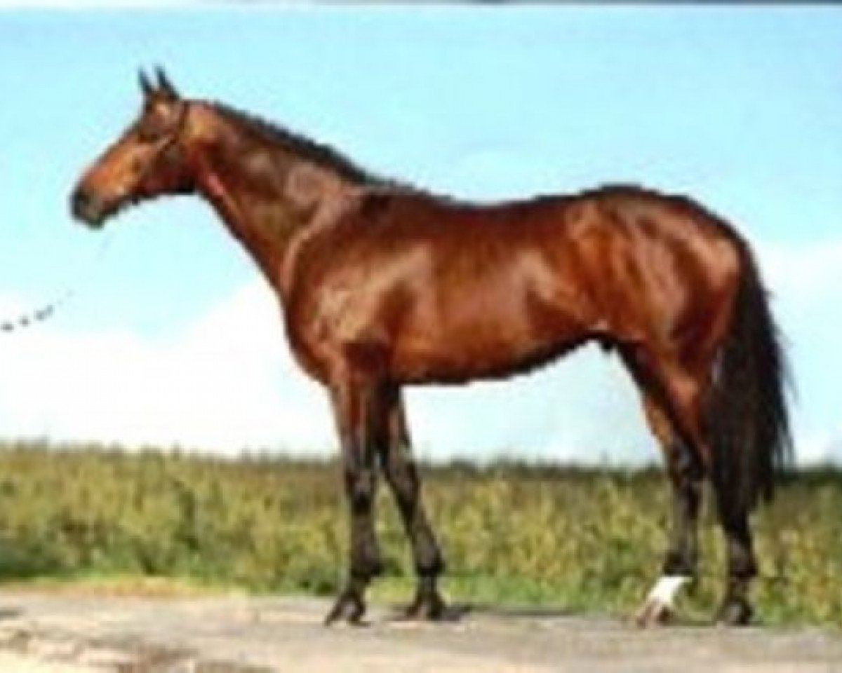 stallion Irish Taxi xx (Thoroughbred, 1981, from Dublin Taxi xx)