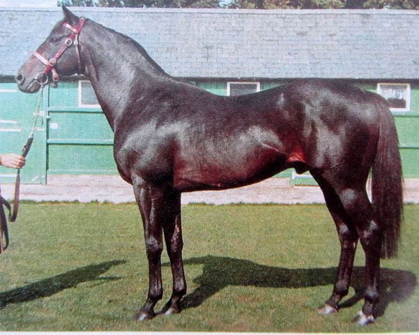 stallion Firestreak xx (Thoroughbred, 1956, from Pardal xx)
