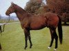 stallion Tachypous xx (Thoroughbred, 1974, from Hotfoot xx)
