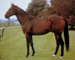 stallion Tachypous xx (Thoroughbred, 1974, from Hotfoot xx)