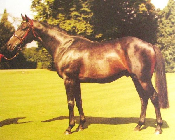 stallion Beldale Flutter xx (Thoroughbred, 1978, from Accipiter xx)