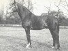 stallion Efendi (Hanoverian, 1961, from Agram)