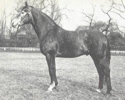 stallion Efendi (Hanoverian, 1961, from Agram)