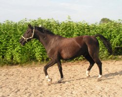 horse Rocky (Westphalian, 1996, from Rex Fritz)