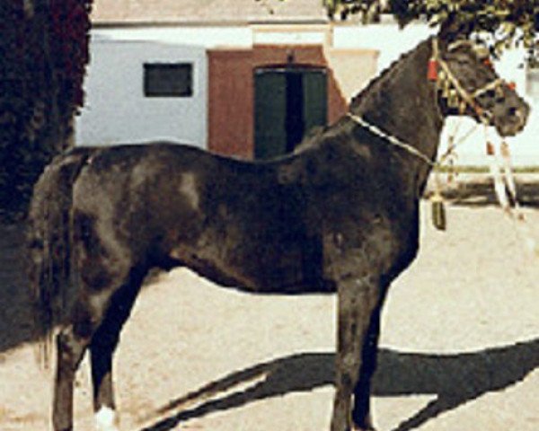 stallion O'Bajan XIII 1949 ShA (Shagya Arabian, 1949, from O'Bajan X)
