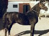 stallion O'Bajan XIII 1949 ShA (Shagya Arabian, 1949, from O'Bajan X)