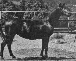 Zuchtstute Babolna ShA (Shagya-Araber, 1964, von O'Bajan XIII 1949 ShA)