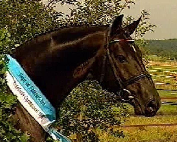 stallion Cabaret (Württemberger, 1993, from Cordeur)