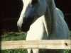 stallion Gazal I (Shagya Arabian, 1956, from Gazal VII ShA)