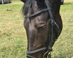 jumper Flower Lady Z (Zangersheide riding horse, 2014, from Floris TN)