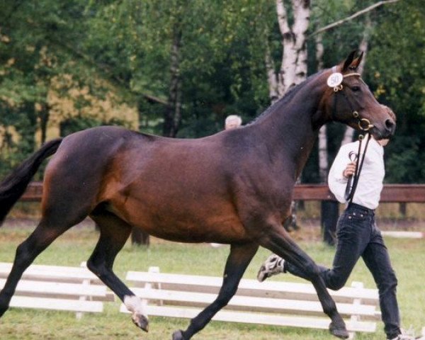 broodmare Cebotari (Trakehner, 1989, from Rockefeller)