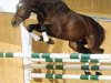 stallion Licanto (Holsteiner, 1999, from Linaro)