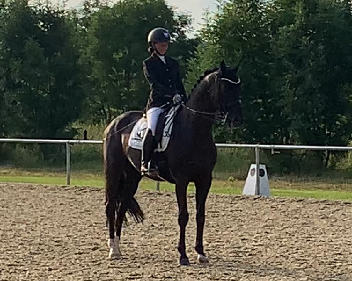 stallion Iceman (Trakehner, 2009, from Ovaro)
