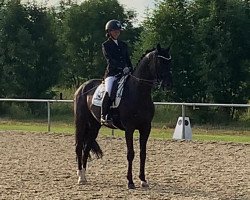 stallion Iceman (Trakehner, 2009, from Ovaro)