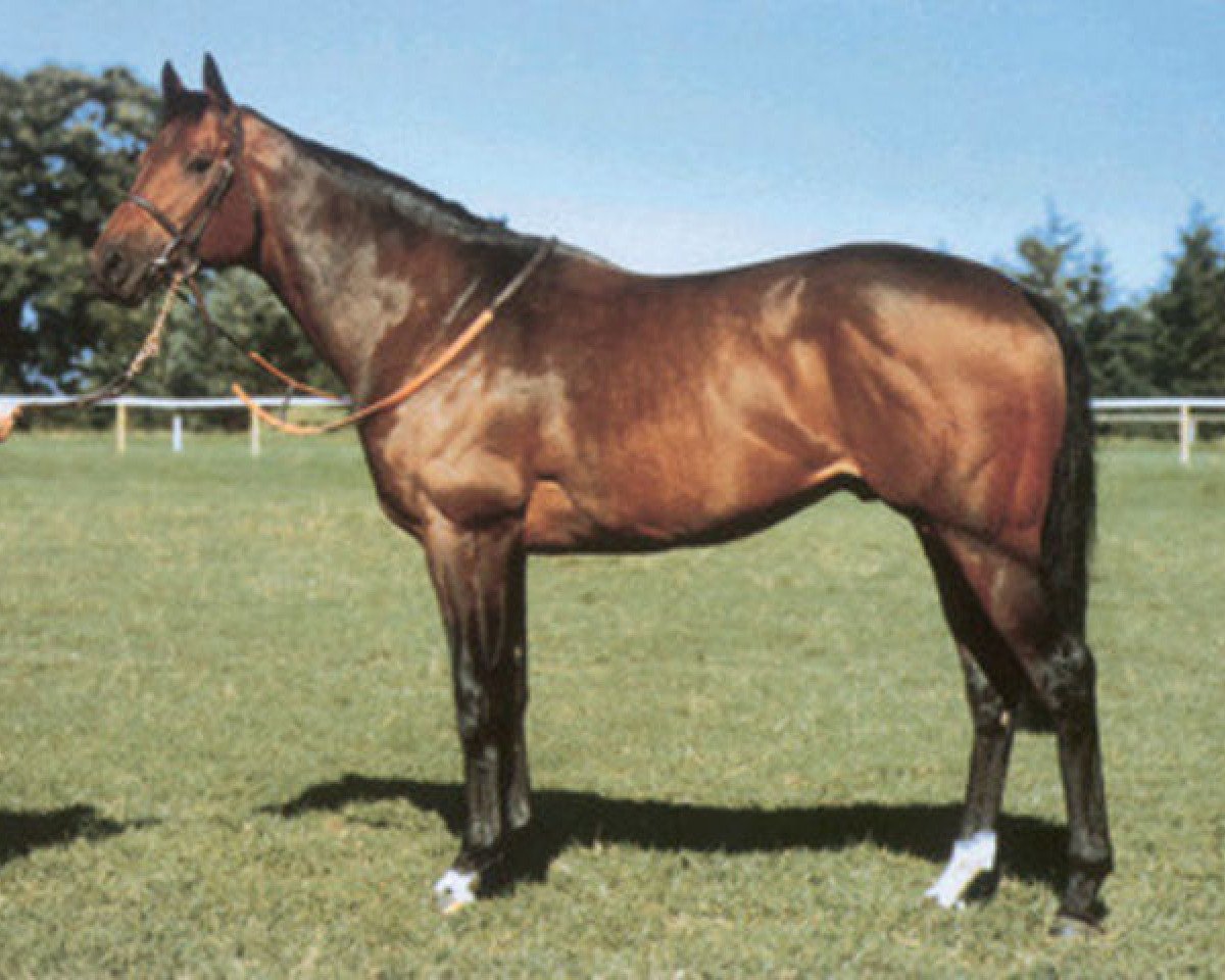 stallion Thatching xx (Thoroughbred, 1975, from Thatch xx)