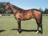 stallion Thatching xx (Thoroughbred, 1975, from Thatch xx)