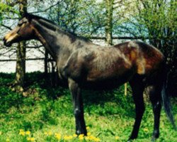 broodmare Wundermädel xx (Thoroughbred, 1979, from Madruzzo xx)