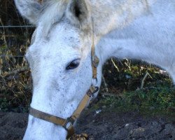 broodmare West Virginia (Trakehner, 1985, from Sascha)