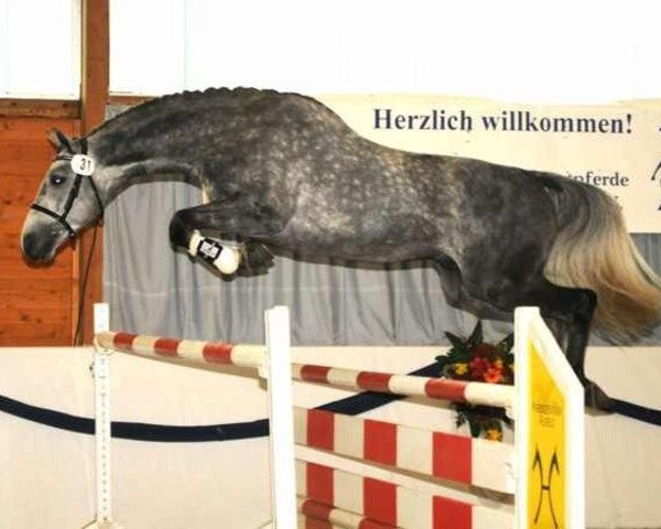 stallion Wunderknabe 17 (Trakehner, 2005, from Parforce)