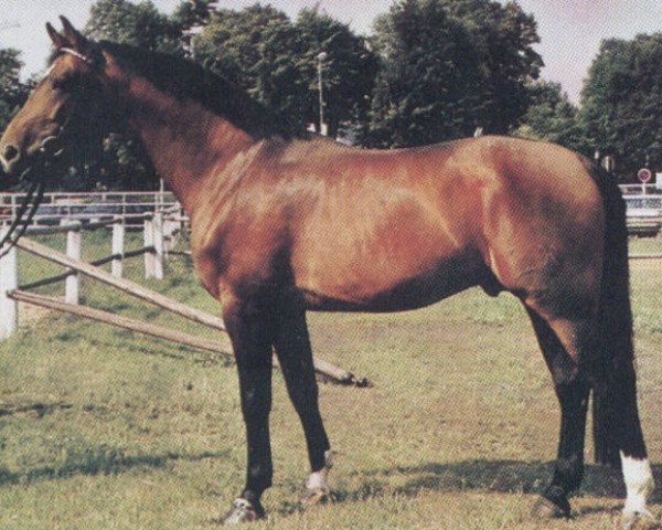 stallion Ramiros (Hanoverian, 1981, from Ramiro Z)