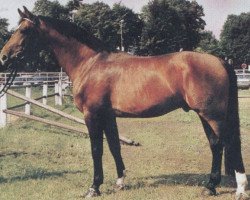 stallion Ramiros (Hanoverian, 1981, from Ramiro Z)