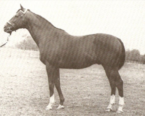 stallion Dan Cupid xx (Thoroughbred, 1956, from Native Dancer xx)