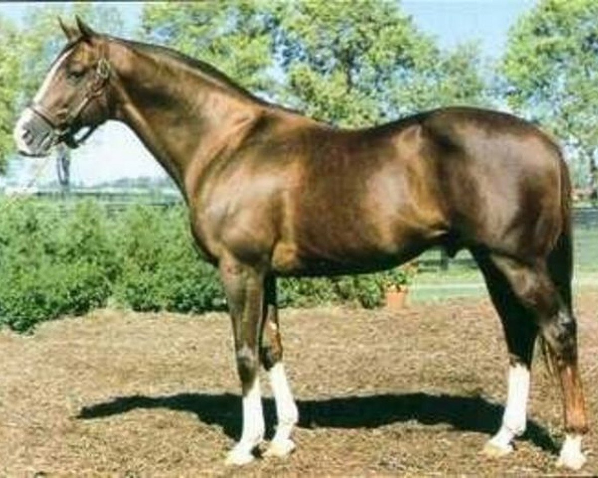 stallion Arctic Tern xx (Thoroughbred, 1973, from Sea-Bird II xx)