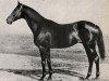 stallion Gundomar xx (Thoroughbred, 1942, from Alchimist xx)