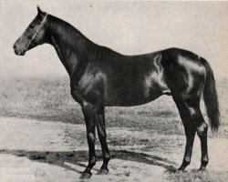 stallion Gundomar xx (Thoroughbred, 1942, from Alchimist xx)