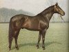stallion Mangon xx (Thoroughbred, 1949, from Gundomar xx)